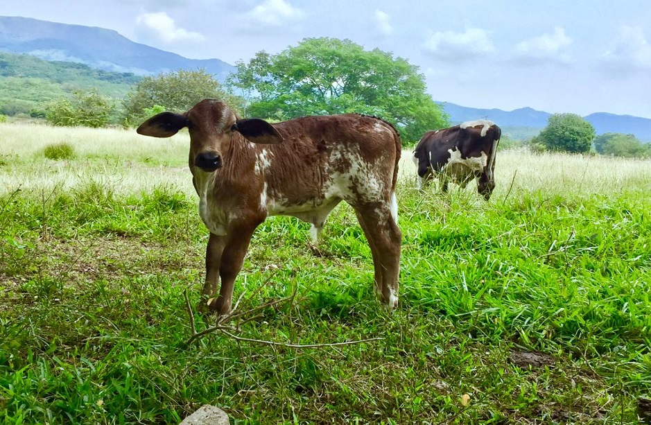 Comité de Ganaderos de Purificación