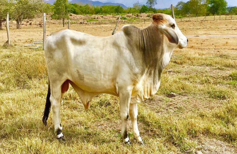 Comité de Ganaderos de Purificación