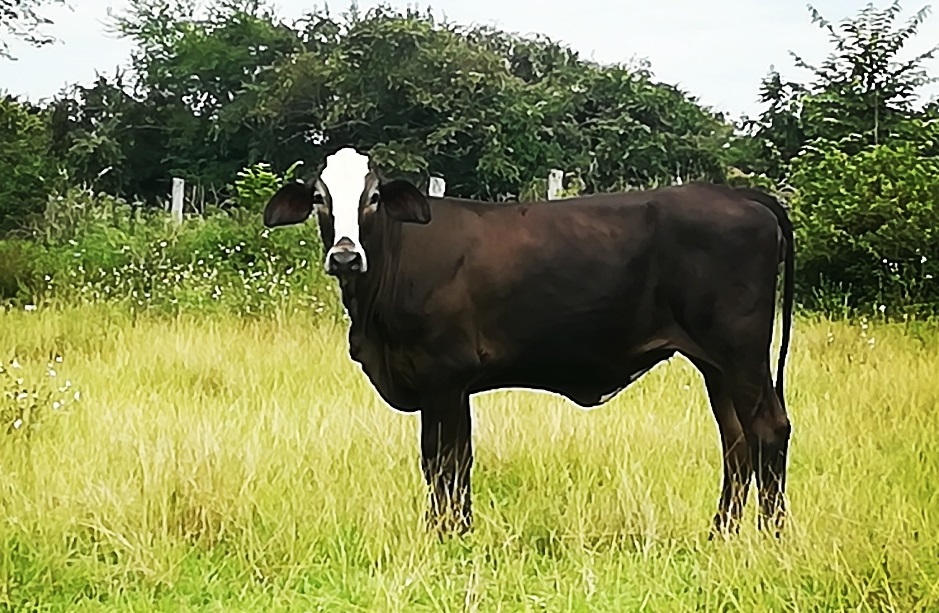 Comité de Ganaderos de Purificación