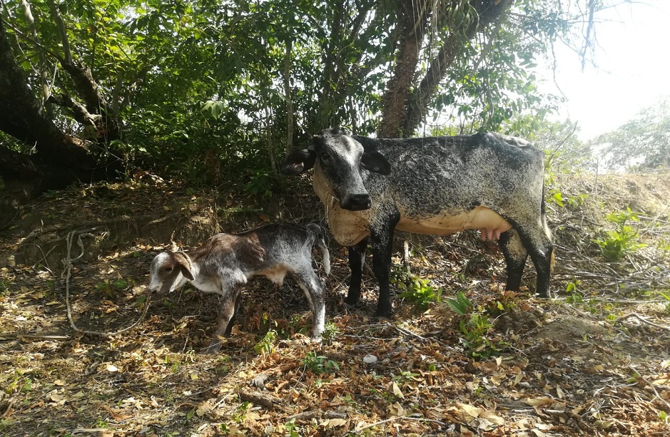 Comité de Ganaderos de Purificación